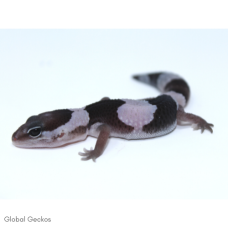 African Fat Tailed Gecko (Oreo)