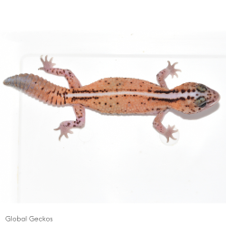 African Fat Tailed Gecko (Whiteout Patternless Stripe)