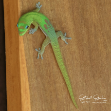 Gold Dust Day Gecko CB24