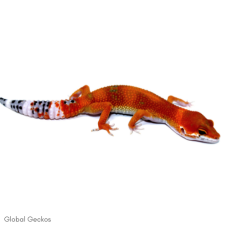 Leopard Gecko (Tangerine)