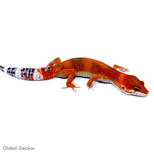 tangerine tornado leopard gecko