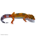 Leopard Gecko (Tangerine)