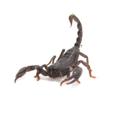 Scorpion - Asian Forest (Heterometrus spinifer)