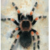 Tarantula - Mexican Red Knee (Brachypelma hamorii)