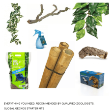 Day Gecko Décor Pack - S & L